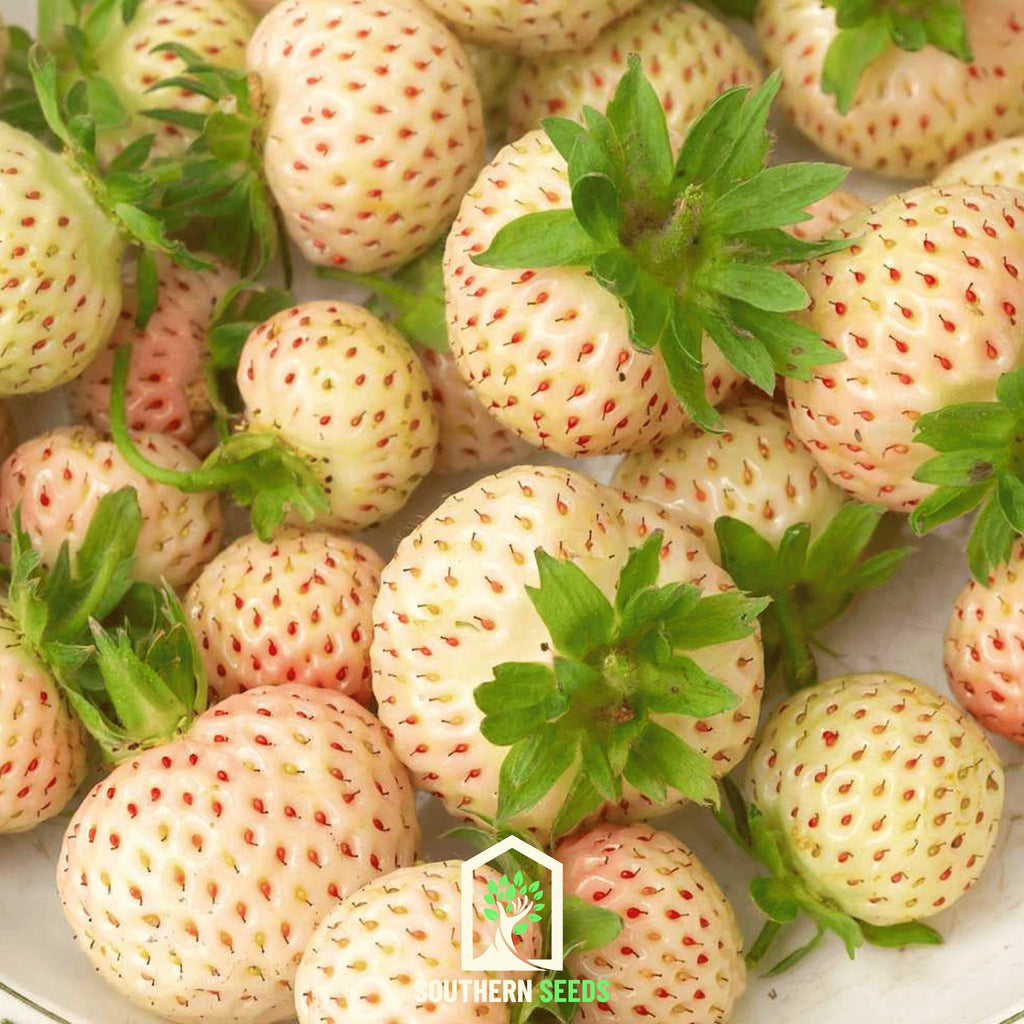 Strawberry, White Soul (Fragaria vesca) - 100 Seeds - Southern Seed Exchange