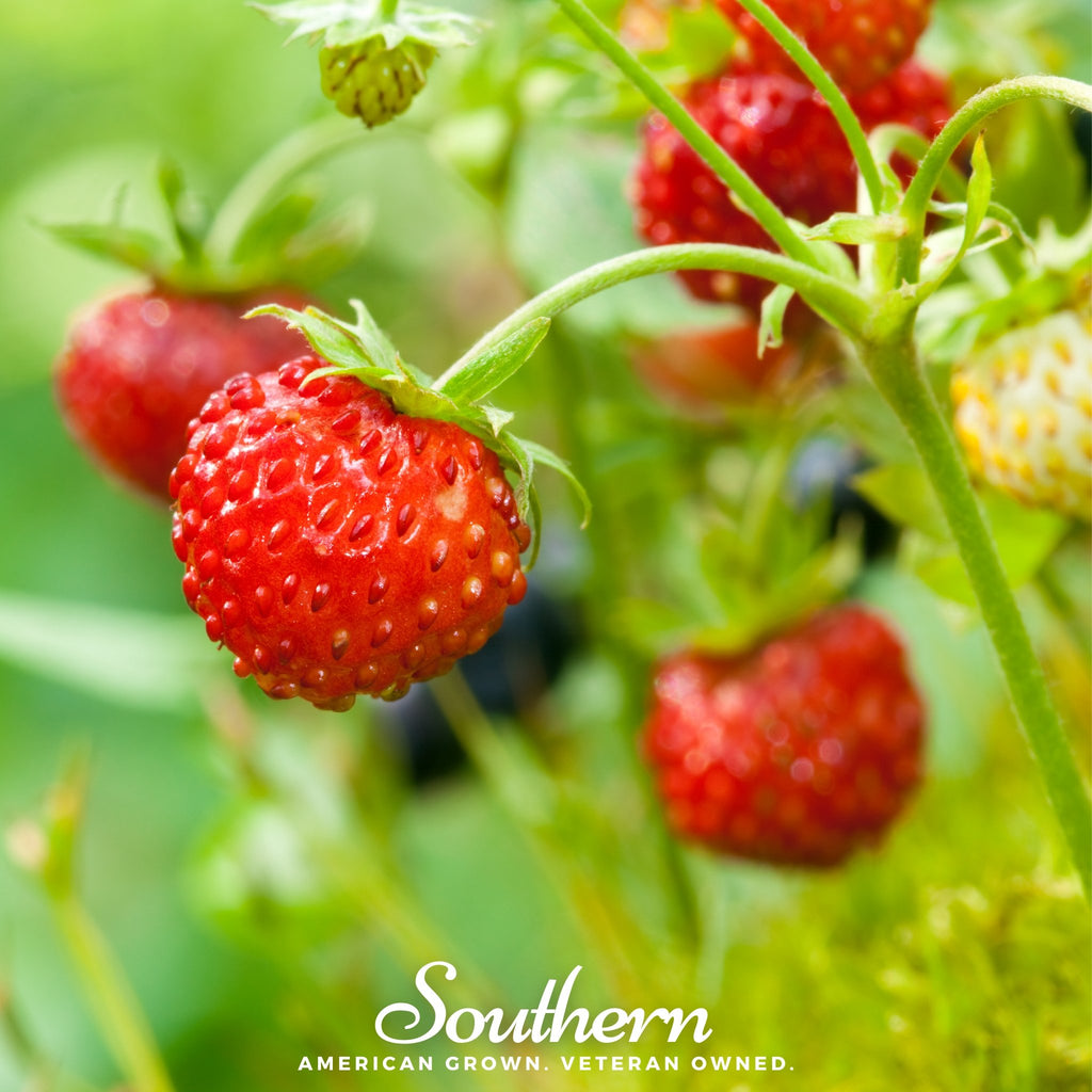Strawberry, Wild (Fragaria vesca) - 200 Seeds - Southern Seed Exchange