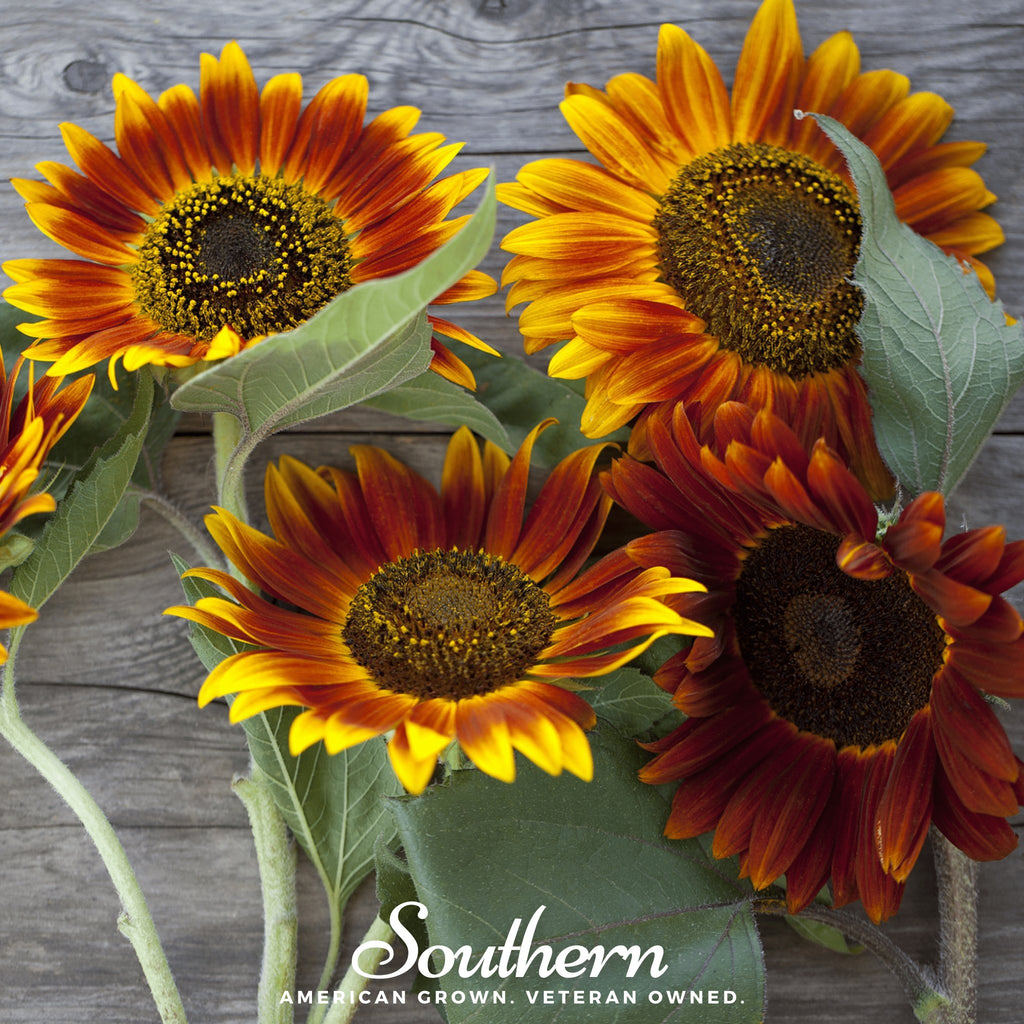 Sunflower, Autumn Beauty (Helianthus annuus) - 25 Seeds - Southern Seed Exchange