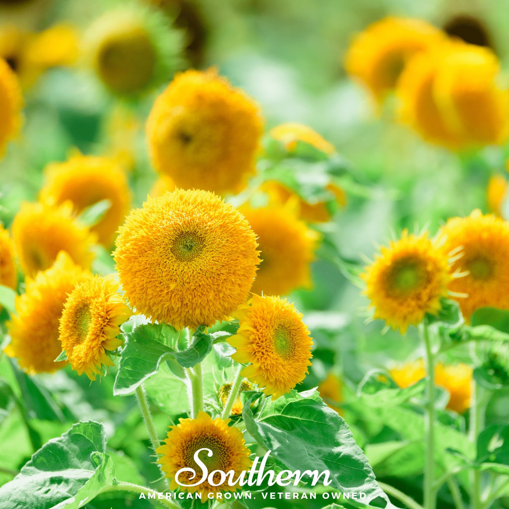 Sunflower, Dwarf Teddy Bear (Helianthus annuus) - 25 Seeds - Southern Seed Exchange