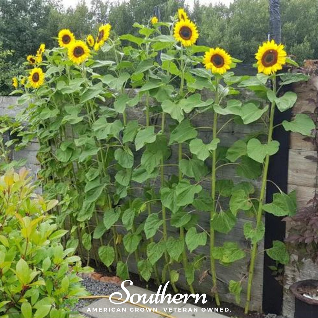 Sunflower, Mammoth Grey Stripe (Helianthus annuus) - 50 Seeds - Southern Seed Exchange