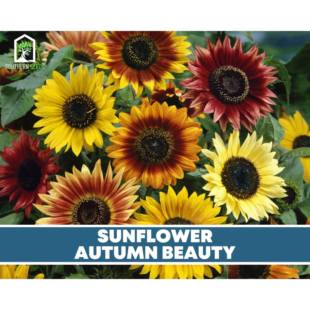 Sunflower Seed Collection - 6 Varieties - Southern Seed Exchange