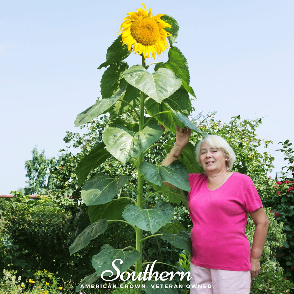 Sunflower, Skyscraper (Helianthus annuus) - 25 Seeds - Southern Seed Exchange