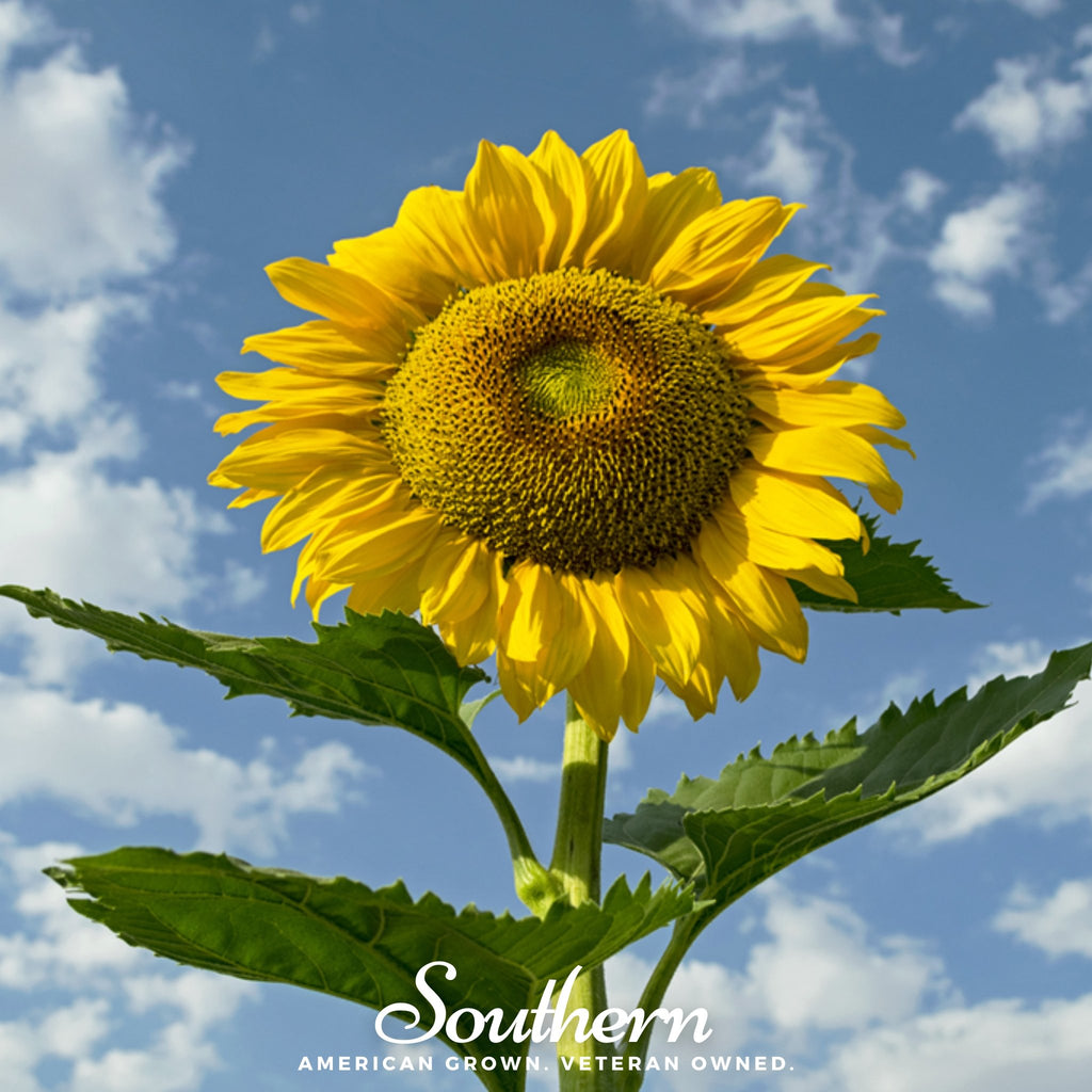Sunflower, Skyscraper (Helianthus annuus) - 25 Seeds - Southern Seed Exchange