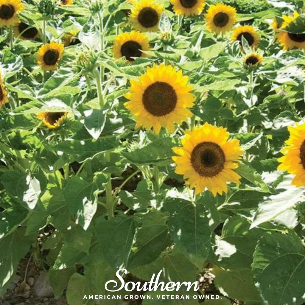 Sunflower, Sunspot Dwarf (Helianthus annuus) - 25 Seeds - Southern Seed Exchange