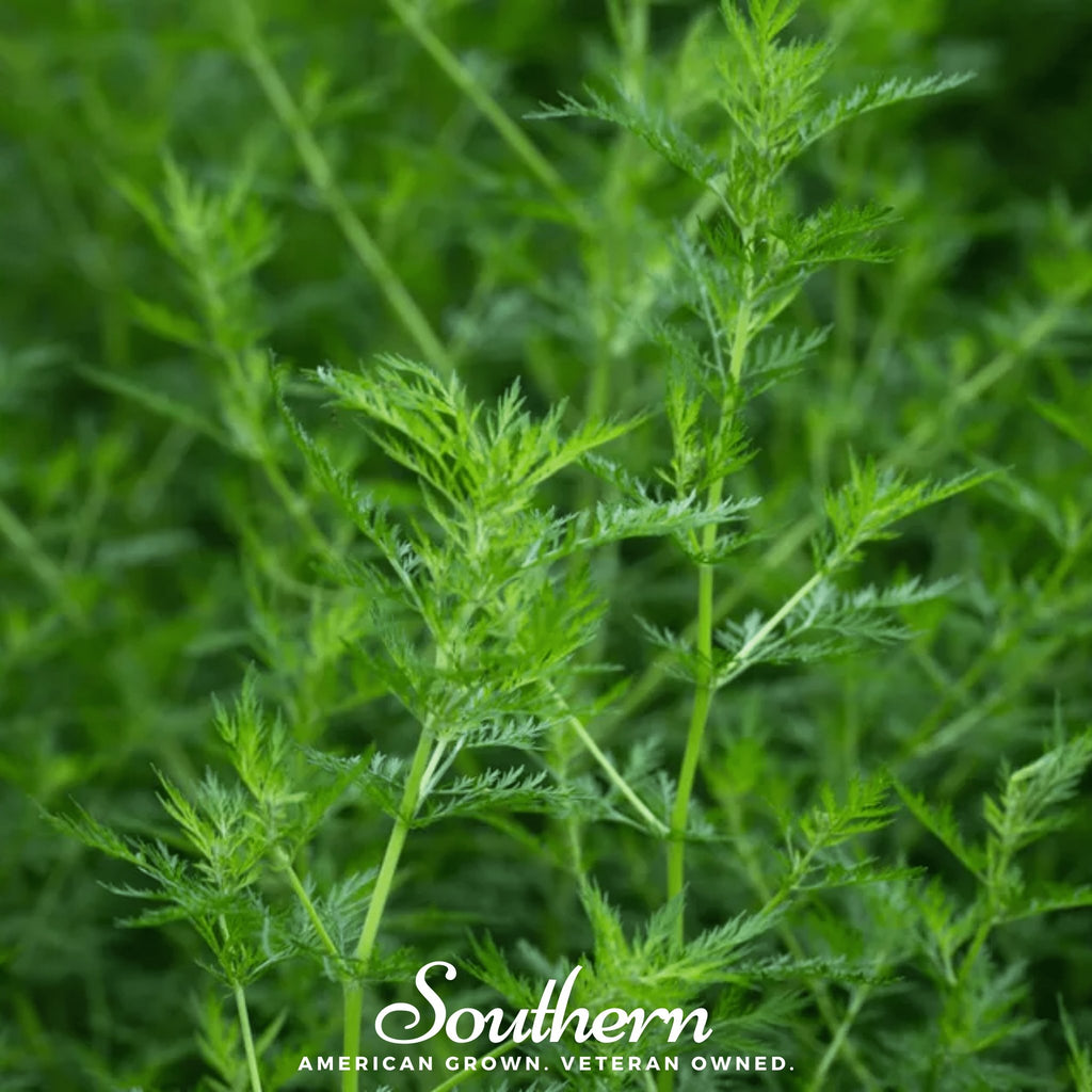 Sweet Annie (Artemisia annua) - 50 Seeds - Southern Seed Exchange