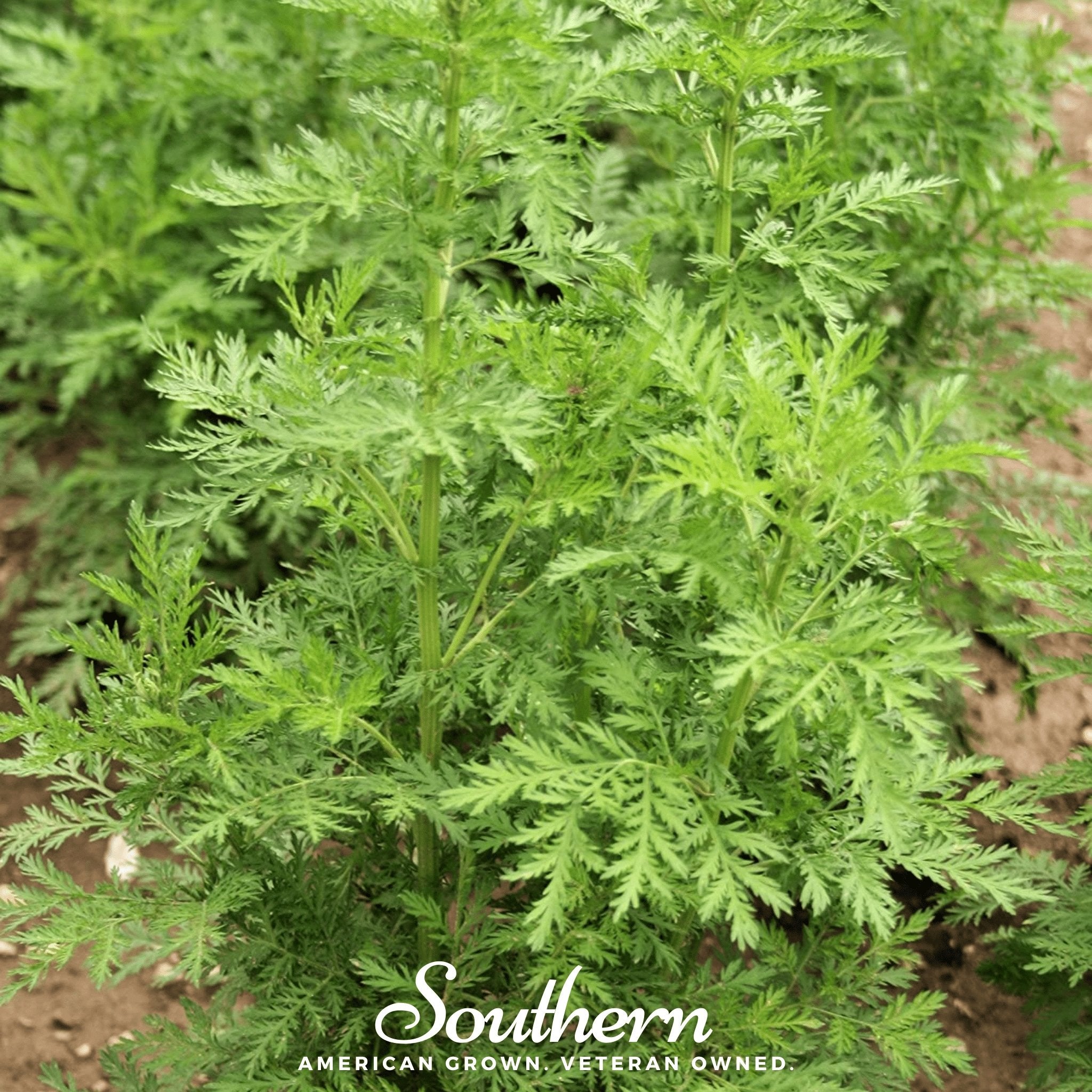 Sweet Annie (Artemisia annua) - 50 Seeds