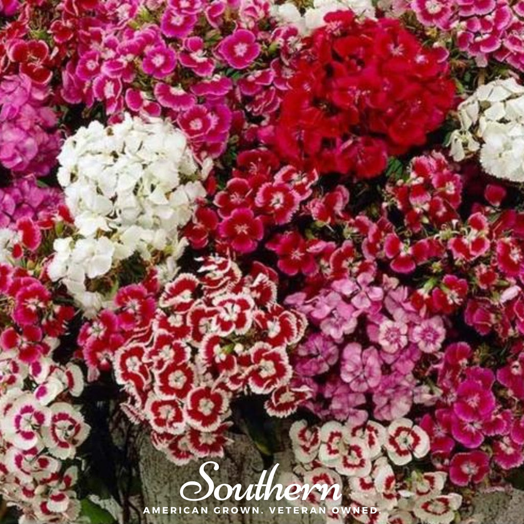 Sweet William (Dianthus barbatus) - 250 Seeds - Southern Seed Exchange
