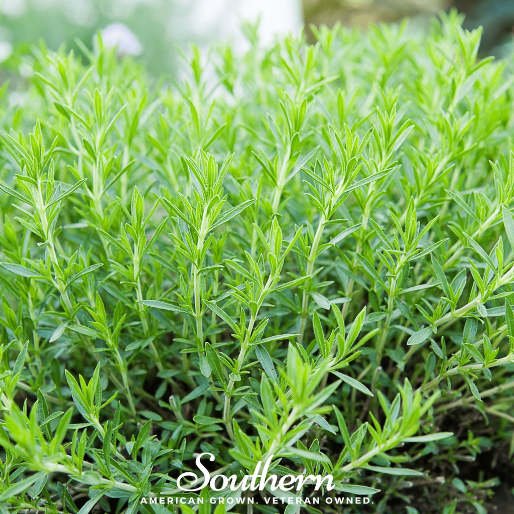 Tarragon, Russian (Artemisia dracunculoides) - 300 Seeds - Southern Seed Exchange