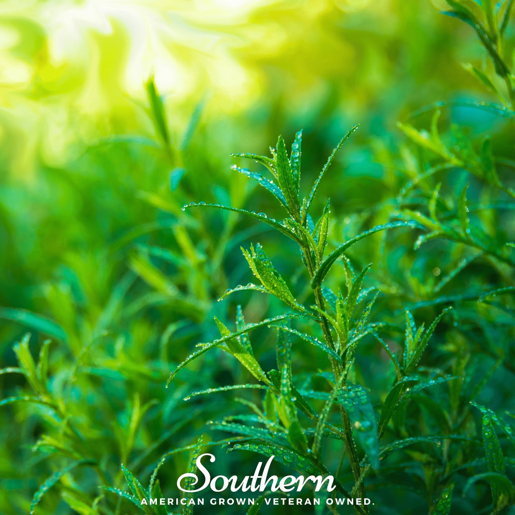 Tarragon, Russian (Artemisia dracunculoides) - 300 Seeds - Southern Seed Exchange