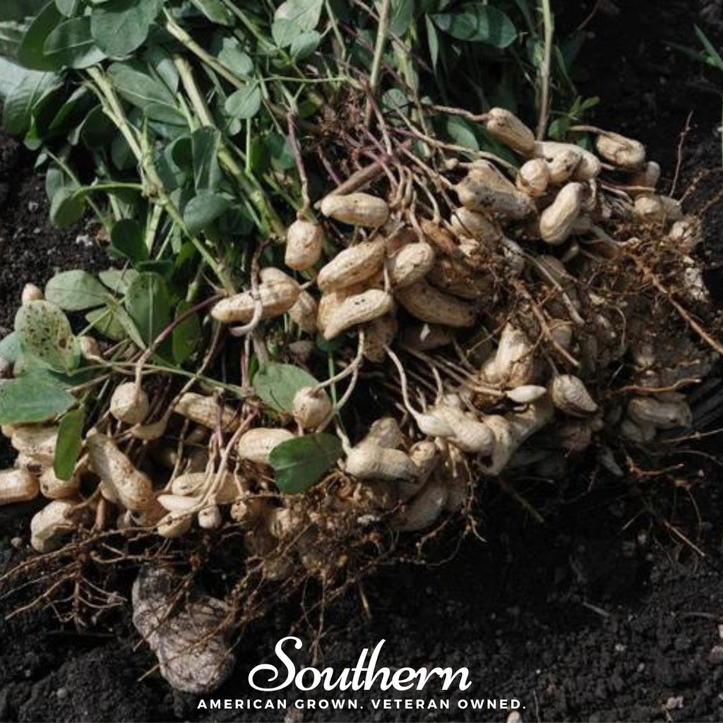 Tennessee Red Peanuts (Arachis hypogaea) - 10 Seeds - Southern Seed Exchange