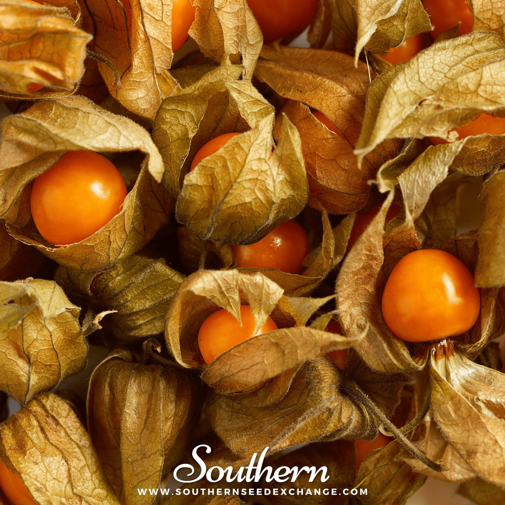 Tomatillo, Husk Cherry (Physalis pruinosa) - 20 Seeds - Southern Seed Exchange