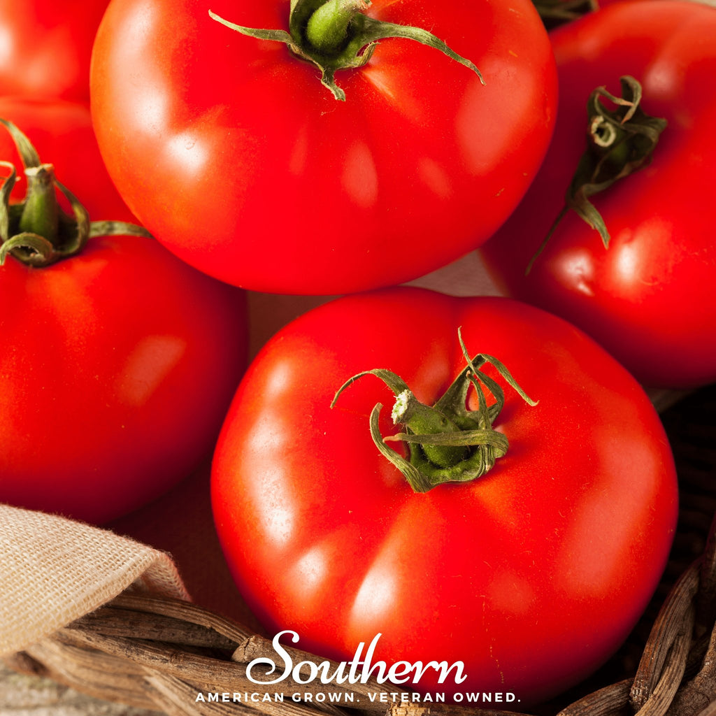 Tomato, Beefsteak (Lycopersicon esculentum) - 30 Seeds - Southern Seed Exchange