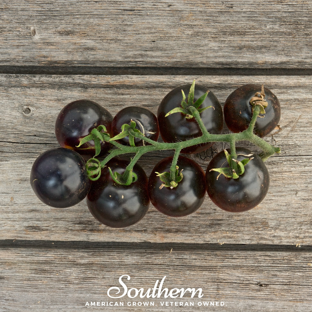 Tomato, Black Cherry (Solanum lycopersicum) - 20 Seeds - Southern Seed Exchange