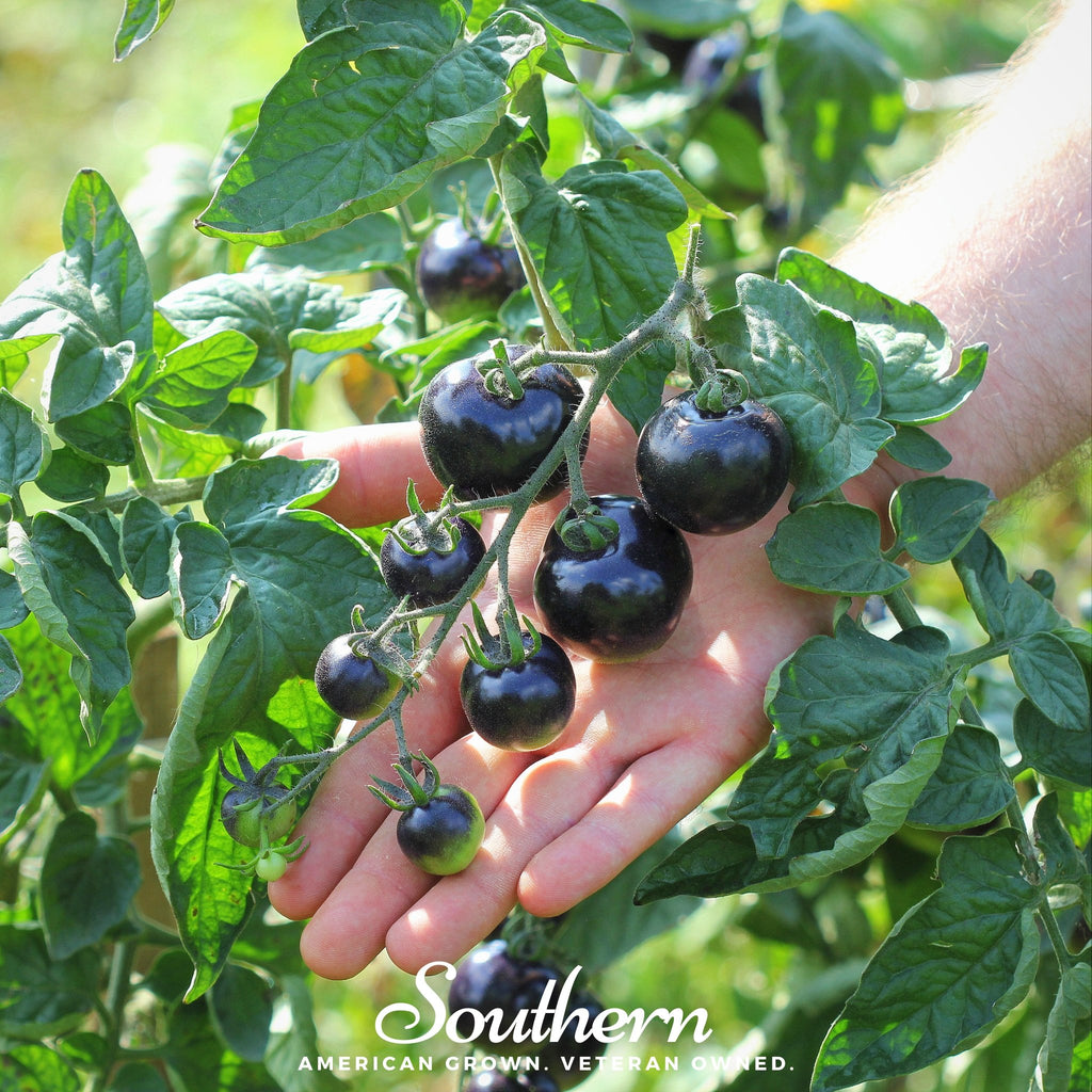 Tomato, Black Cherry (Solanum lycopersicum) - 20 Seeds - Southern Seed Exchange