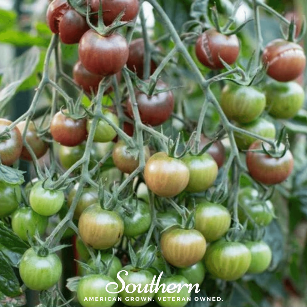 Tomato, Chocolate Cherry (Lycopersicon esculentum) - 25 Seeds - Southern Seed Exchange