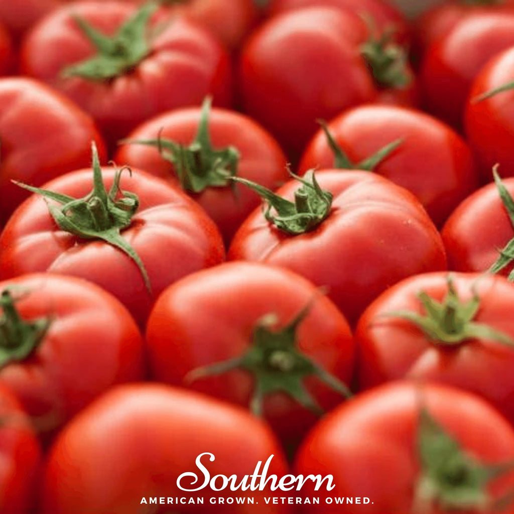 Tomato, Floridade (Lycopersicon esculentum) - 50 Seeds - Southern Seed Exchange