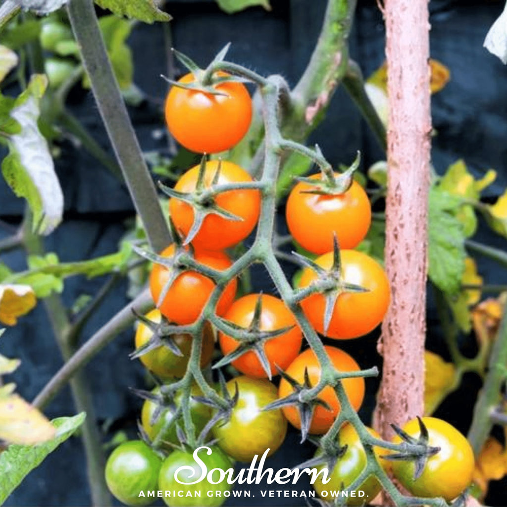 Tomato, Gold Nugget (Lycopersicon esculentum) - 50 Seeds - Southern Seed Exchange