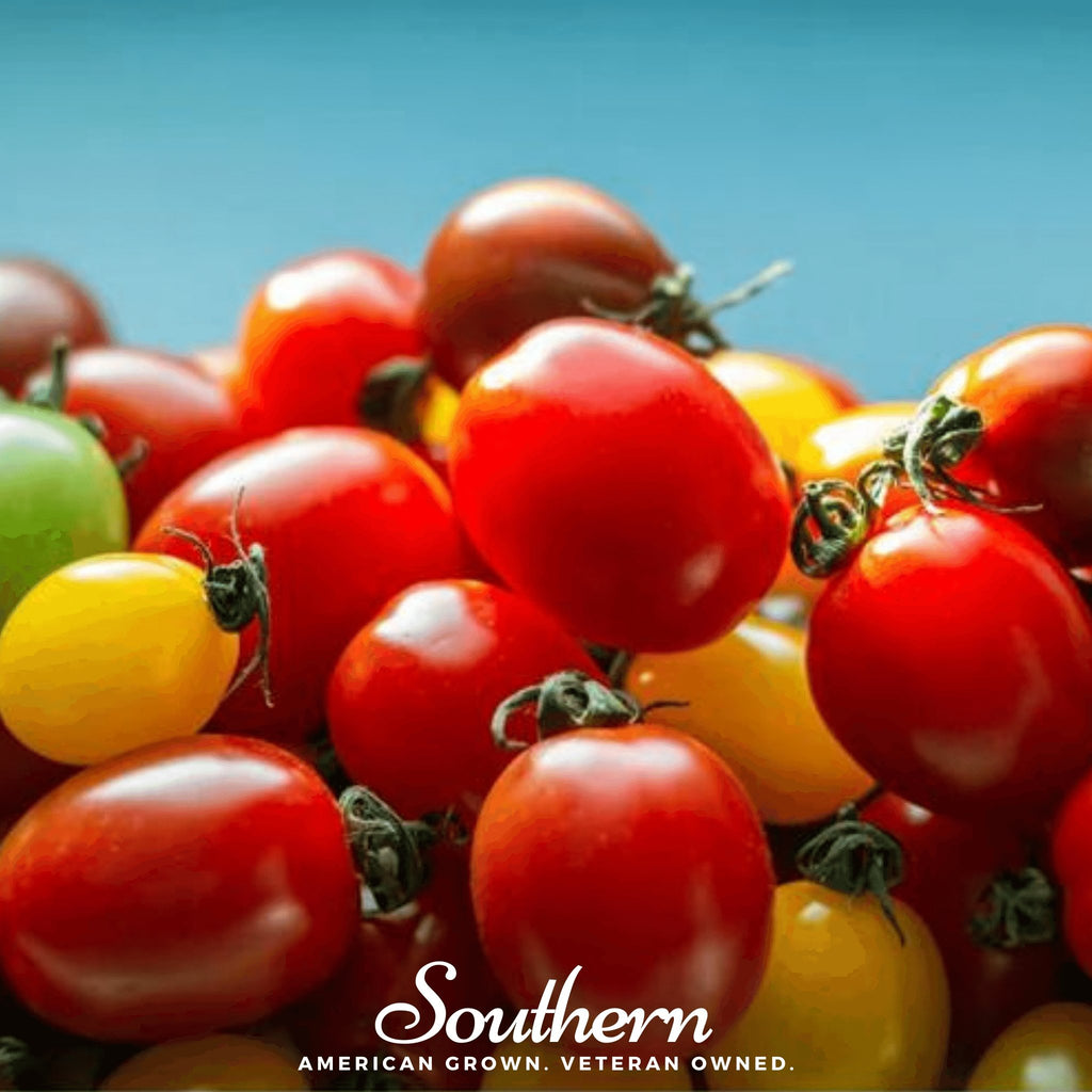 Tomato, Rainbow Cherry (Lycopersicon esculemtum) - 50 Seeds - Southern Seed Exchange