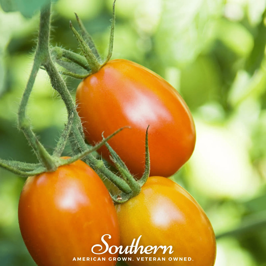 Tomato, Roma VF (Solanum lycopersicum) - 50 Seeds - Southern Seed Exchange