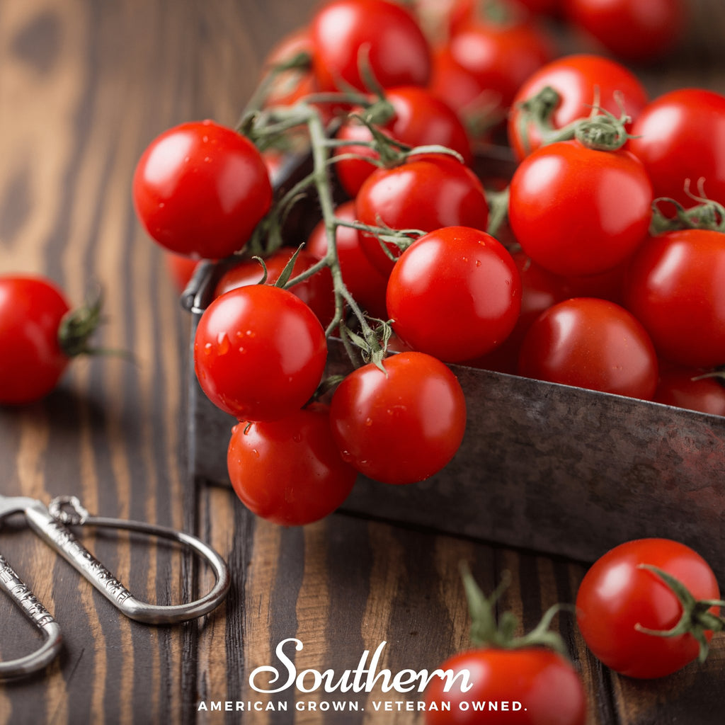 Tomato, Small Red Cherry (Lycopersicon esculemtum) - 100 Seeds - Southern Seed Exchange