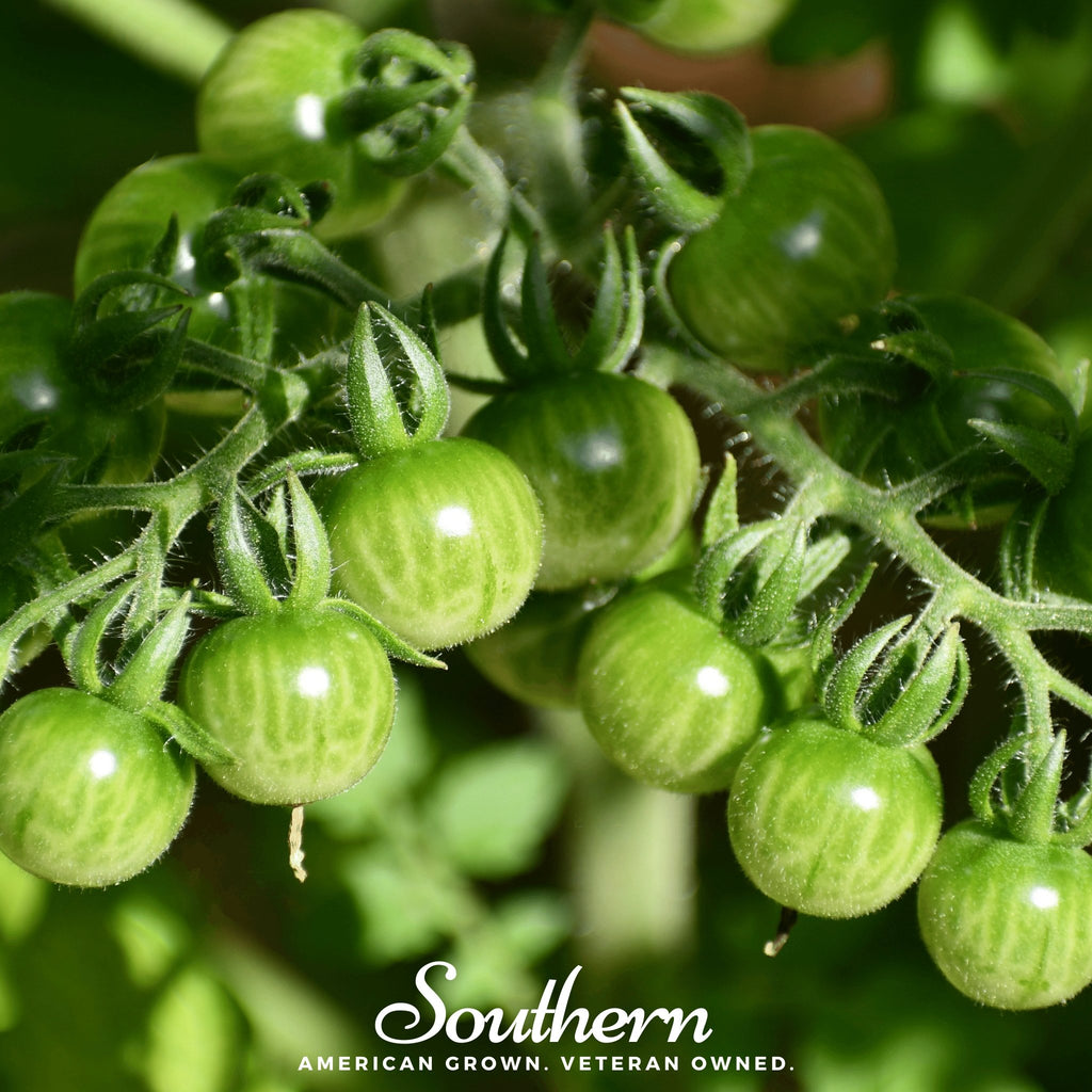 Tomato, Sweetie (Solanum lycopersicum) - 50 Seeds - Southern Seed Exchange