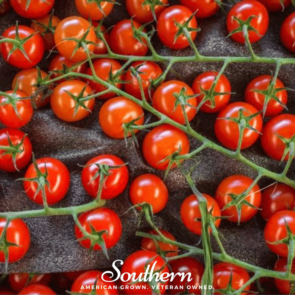 Tomato, Sweetie (Solanum lycopersicum) - 50 Seeds - Southern Seed Exchange
