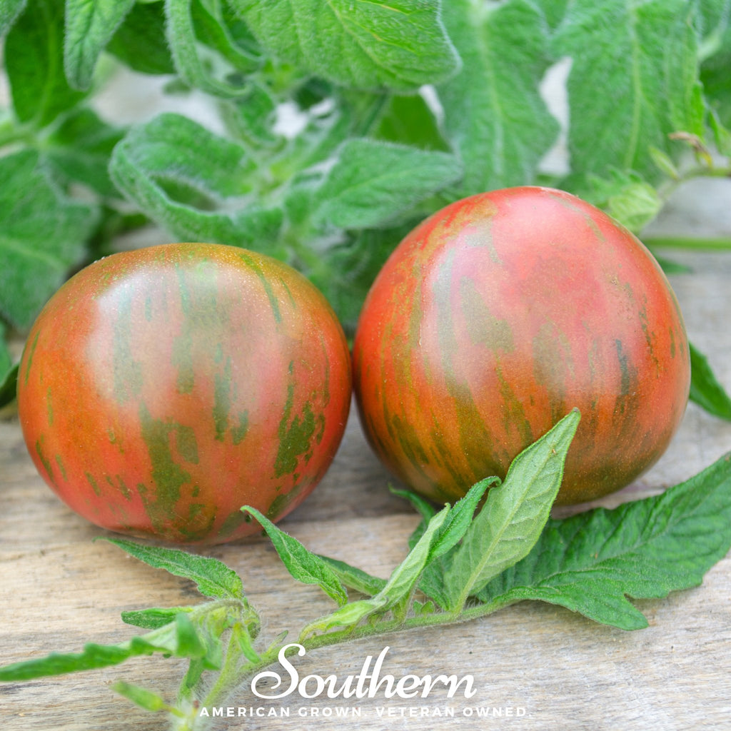 Tomato, Tigerella (Solanum lycopersicum) - 50 Seeds - Southern Seed Exchange