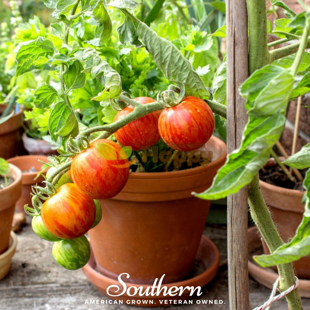 Tomato, Tigerella (Solanum lycopersicum) - 50 Seeds - Southern Seed Exchange