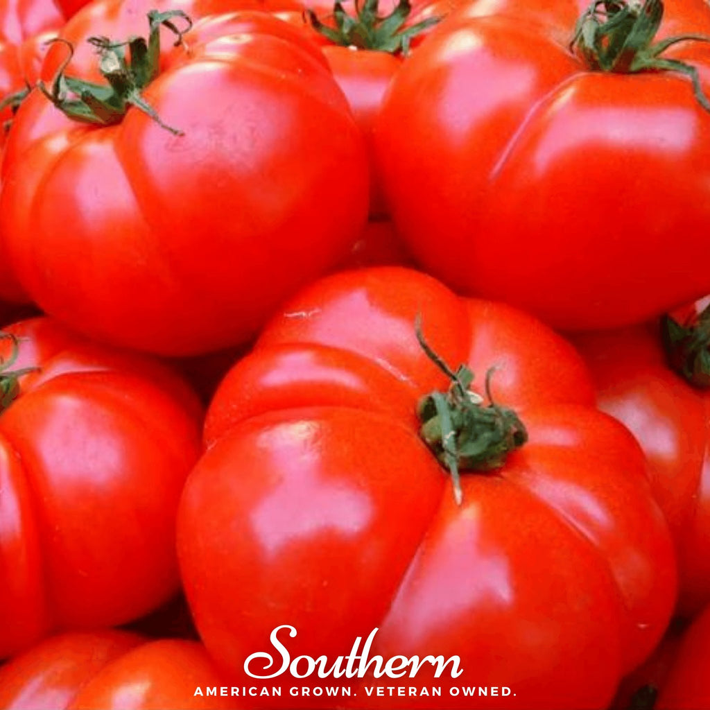 Tomato, VR Moscow (Lycopersicon lycopersicum) - 50 Seeds - Southern Seed Exchange