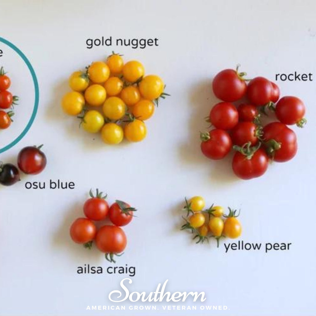 Tomato, Yellow Pear (Lycopersicon esculentum) - 50 Seeds - Southern Seed Exchange