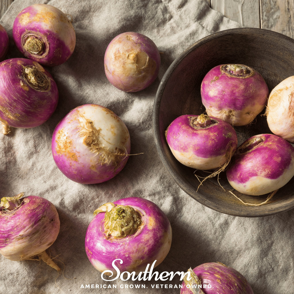 Turnip, Purple Top White Globe (Brassica rapa) - 250 Seeds - Southern Seed Exchange