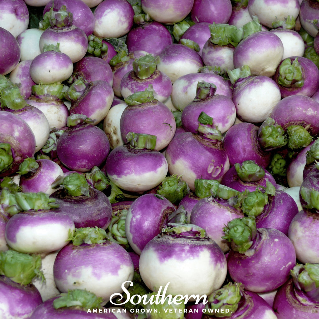 Turnip, Purple Top White Globe (Brassica rapa) - 250 Seeds - Southern Seed Exchange