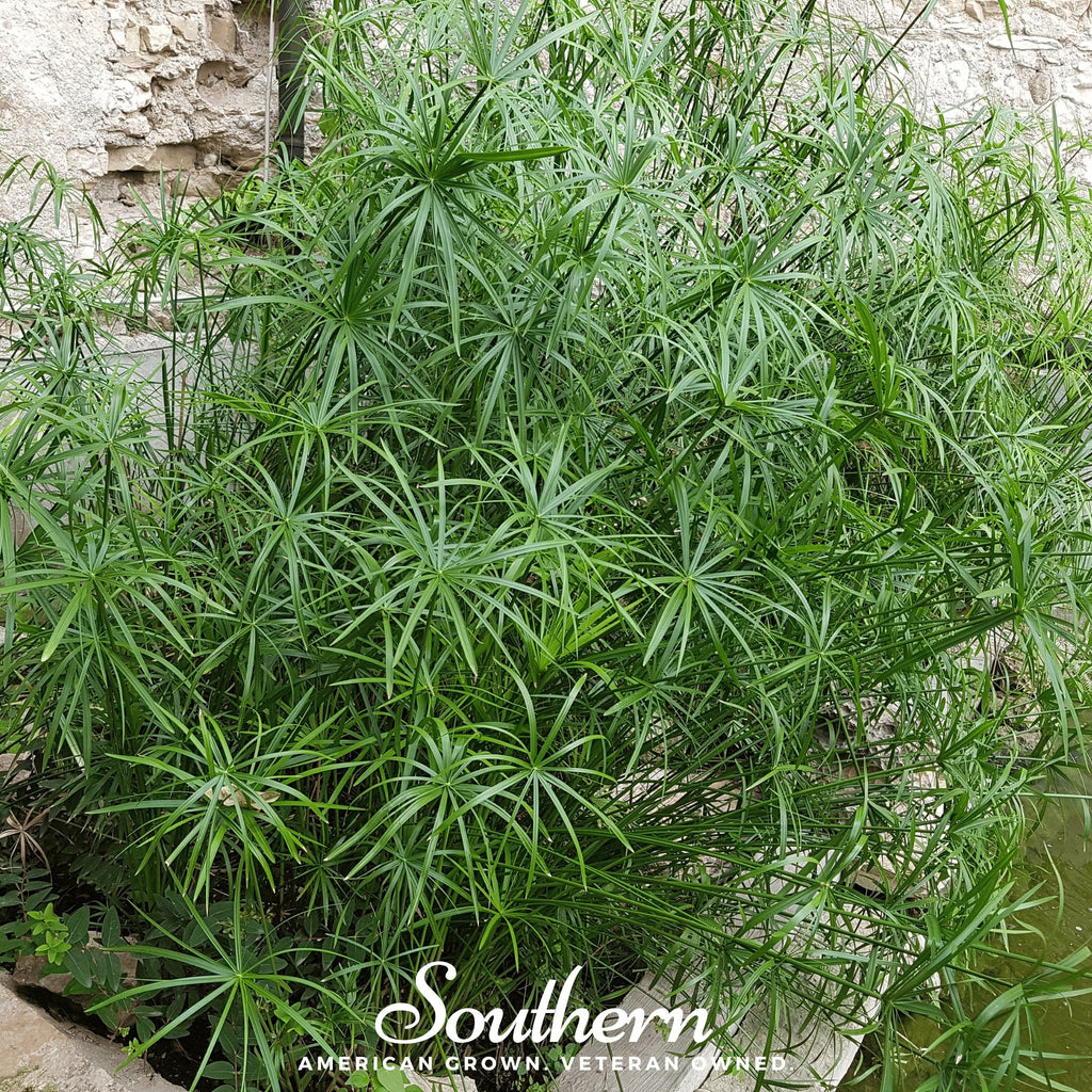Umbrella Plant - Cyperus Umbrella (Cyperus alternifolius) - 50 Seeds - Southern Seed Exchange