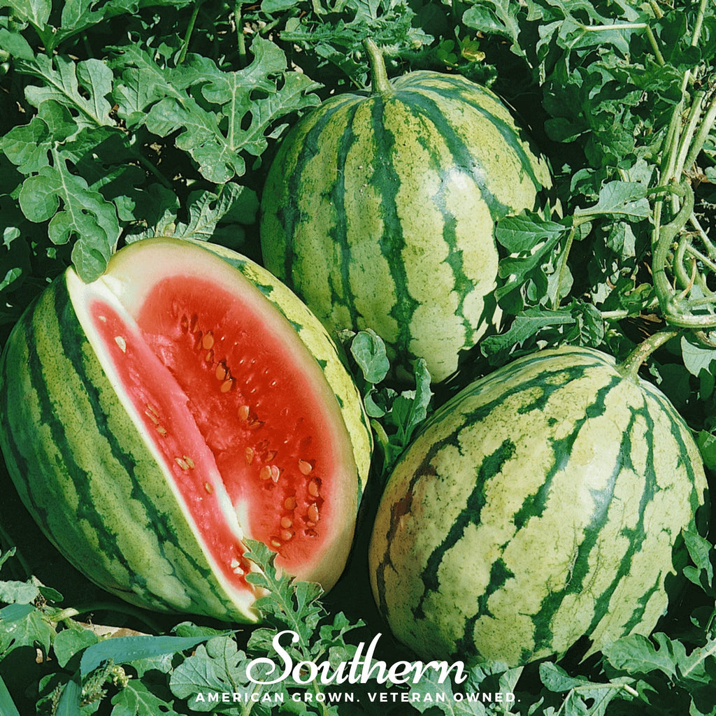 Watermelon, Dixie Queen (Citrullus lanatus) - 25 Seeds - Southern Seed Exchange