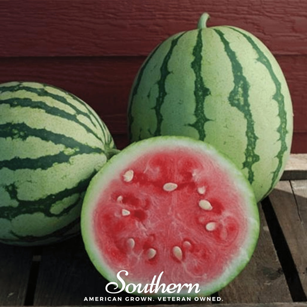 Watermelon, Dixie Queen (Citrullus lanatus) - 25 Seeds - Southern Seed Exchange