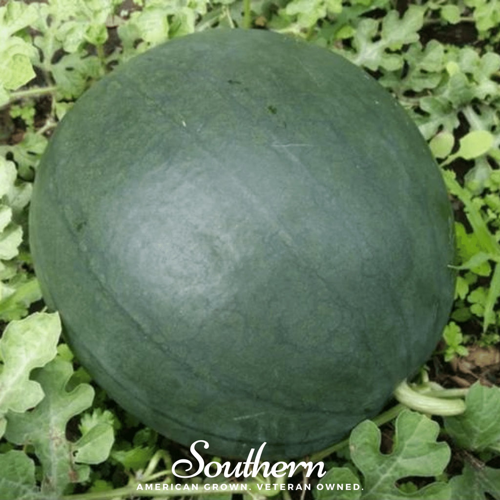 Watermelon, Sugar Baby (Citrullus lanatus) - 25 Seeds - Southern Seed Exchange