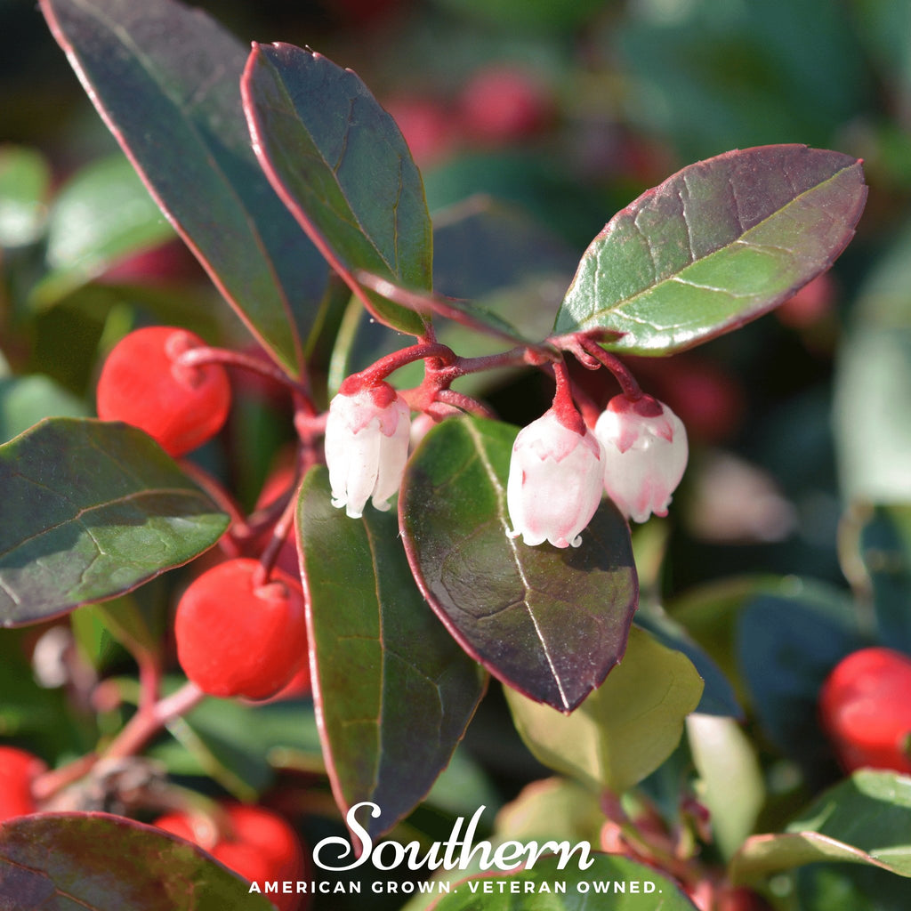 Wintergreen - Teaberry (Gaultheria procumbens) - 20 Seeds - Southern Seed Exchange