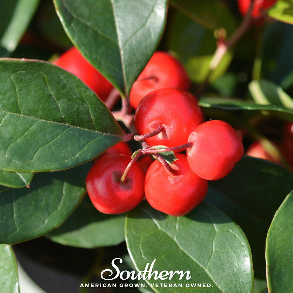 Wintergreen - Teaberry (Gaultheria procumbens) - 20 Seeds - Southern Seed Exchange
