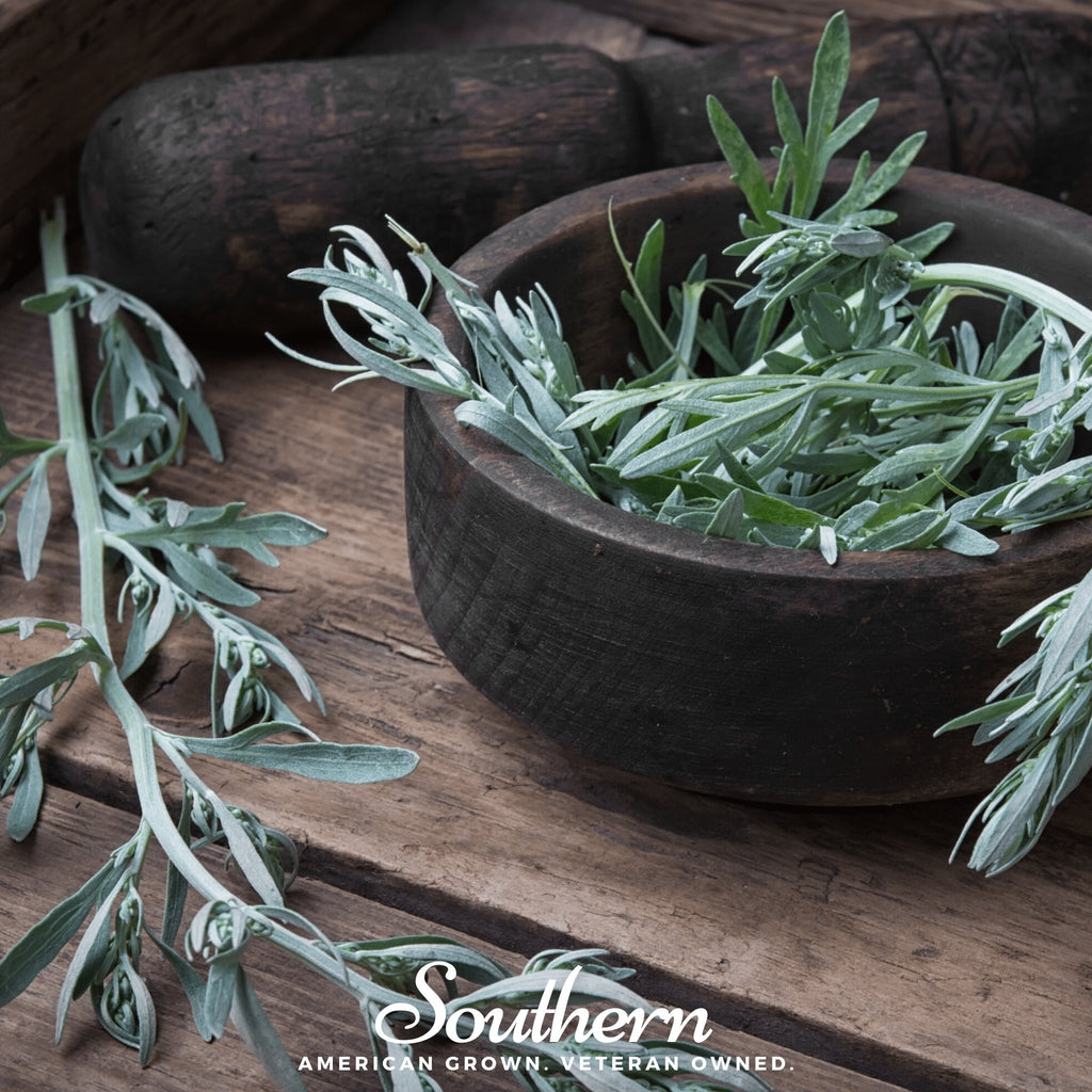 Wormwood (Artemisia Absinthium) - 200 Seeds - Southern Seed Exchange