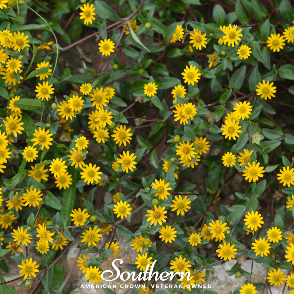 Zinnia, Creeping (Sanvitalia procumbens) - 100 Seeds - Southern Seed Exchange